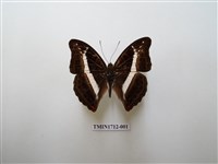 藏品(紫俳蛺蝶)的圖片